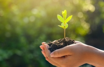 Milli Ağaçlandırma Günü İçin Ücretsiz Fidan Veriliyor