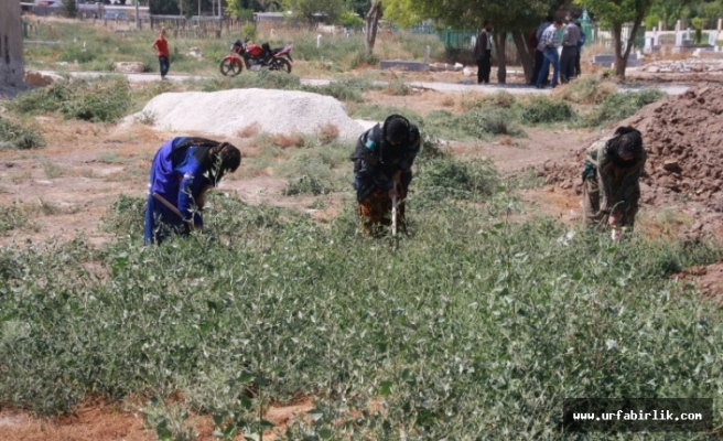 Harran'da Park ve Bahçeler İçin Özenli Temizlik