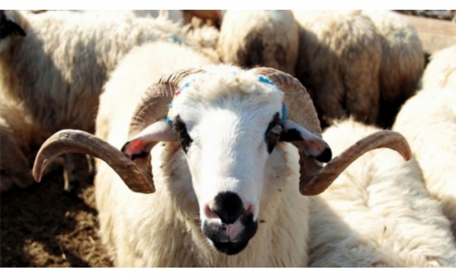 Haliliye’de kurban kesim ve satış yerleri belirlendi