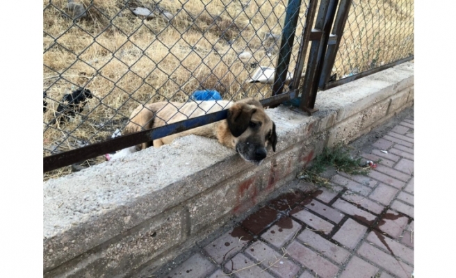 Tel örgülere sıkışan köpeği itfaiye kurtardı