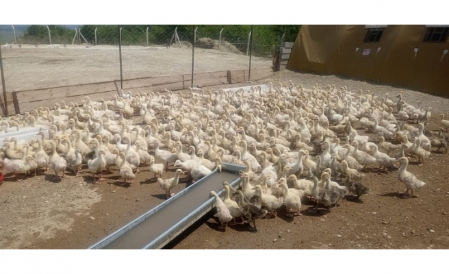 Harran Üniversitesinde kaz satışları başladı