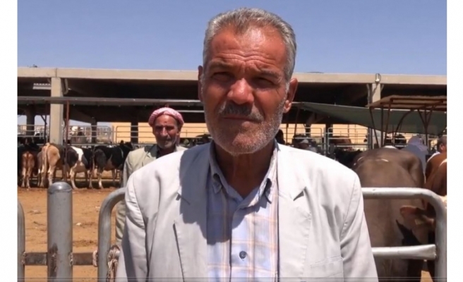 Şanlıurfa'da hayvan hareketliliği