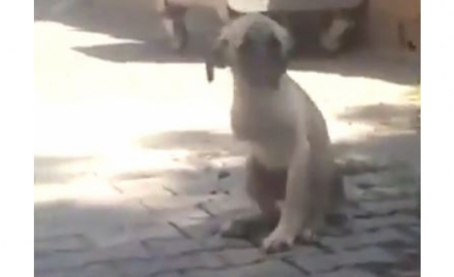 Urfa'da bacağı kesilen köpek, Antep'te tedavi edilecek