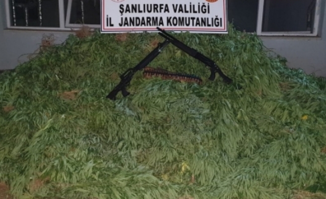 Urfa'da 'uyuşturucu' operasyonu