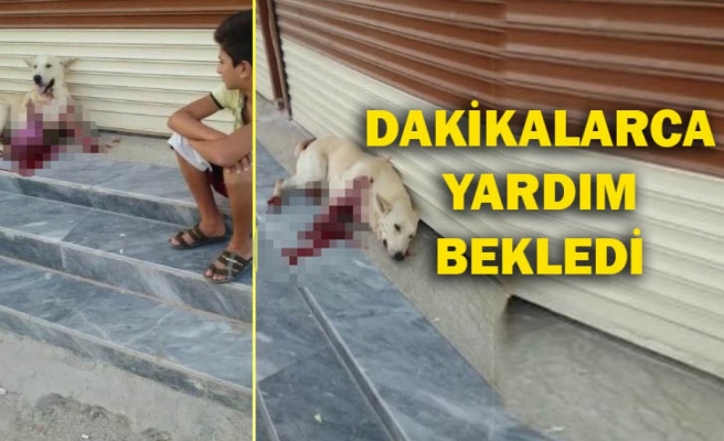 Şanlıurfa’da bir köpek tüfekle vuruldu!