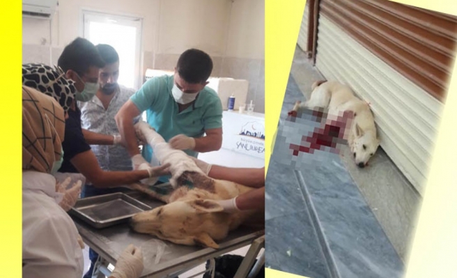 Tüfekle vurulan köpek tedavi edildi