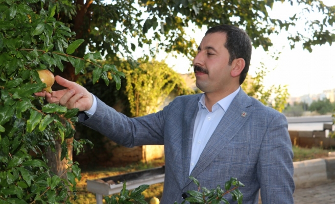 Baydilli: Karaköprü narı her yere ekilecek