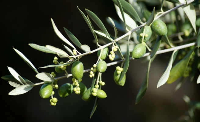 Bozova’da ‘Zeytin ile Hayat Projesi’ başlıyor