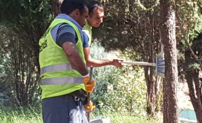 Viranşehir’de ağaçlara bakım yapıldı