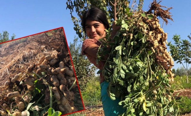 Şanlıurfalı çiftçiler, Suruç’ta yer fıstığı yetiştirdi