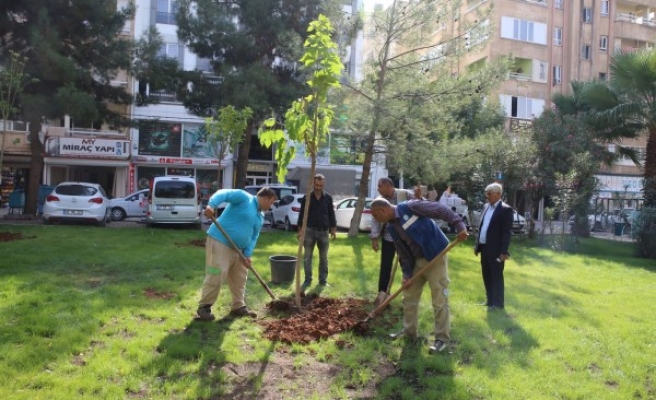 Haliliye’de ağaçlandırma çalışmaları sürüyor