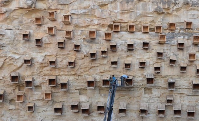 Birecik'te kelaynakların yuvaları temizlendi