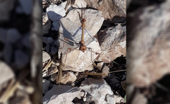 Şanlıurfa'da peygamber devesi görüldü iddiası