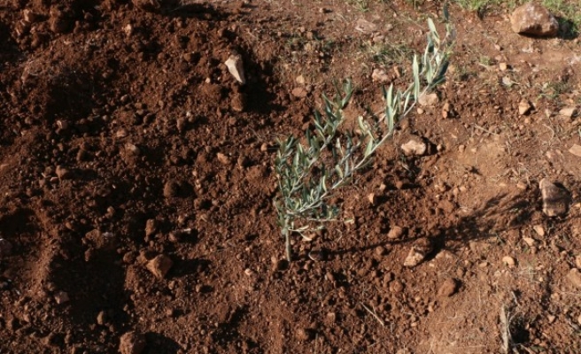 OSB’de 6 bin adet fidan dikiliyor