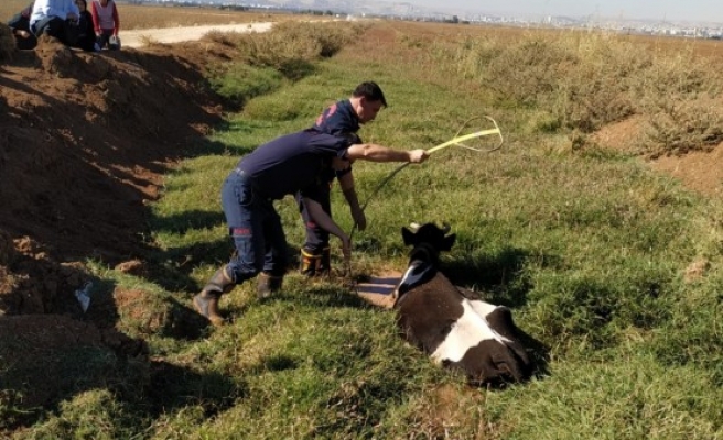 Bataklığa düşen ineği, itfaiye kurtardı