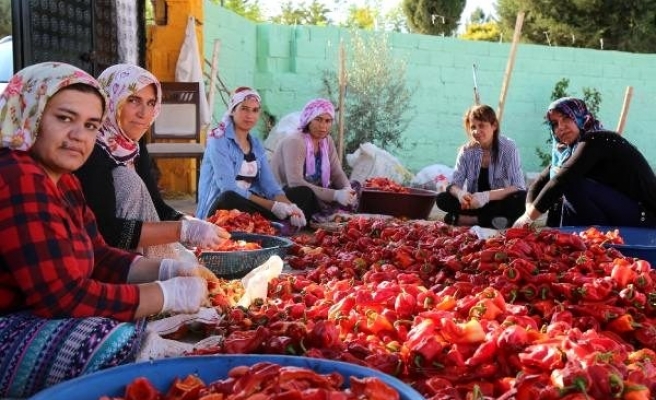 Suruçlu kadınlar kooperatif kurdu
