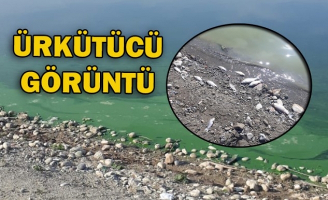 Urfa’nın su kaynağında ölü balıklar...