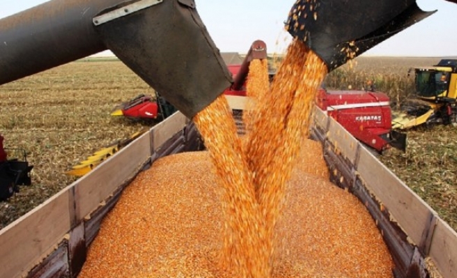 Ceylanpınar’da mısır hasadı başladı