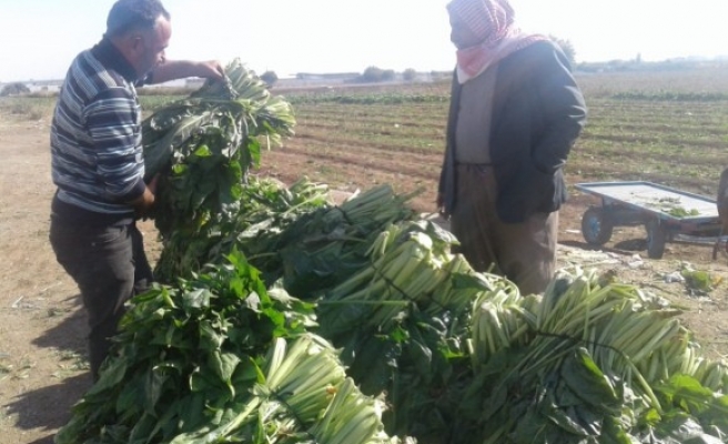 Şanlıurfalı satıcıdan ıspanak yorumu