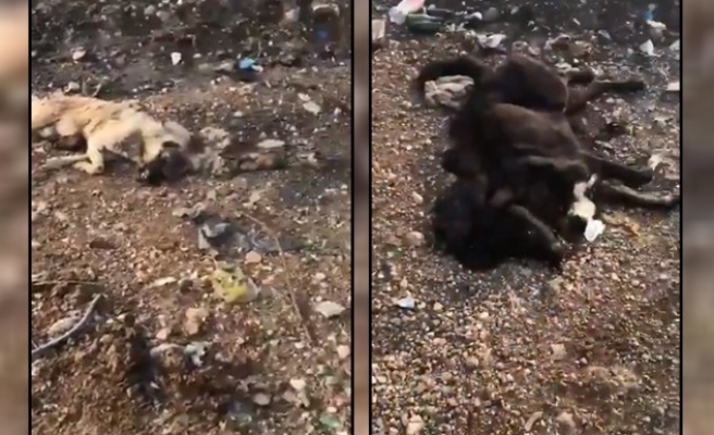 Şanlıurfa'da çöplükteki hayvanlara büyük tepki