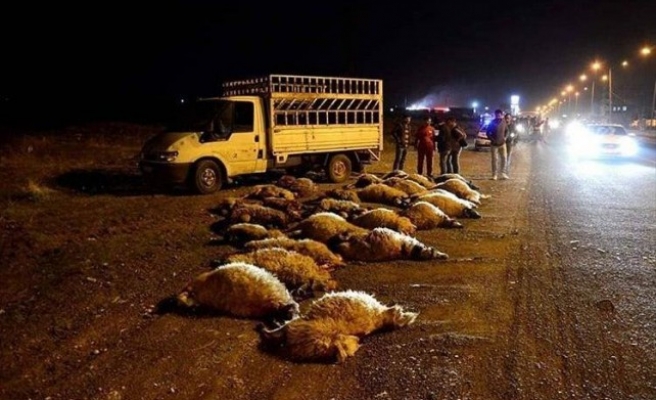 Ahırdan kaçtılar, yolda telef oldular...