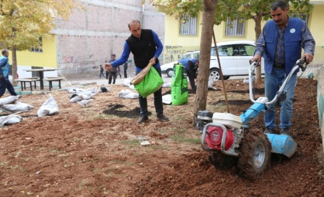 Haliliye'de ekipler ağaçları budadı