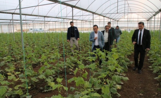 Suruç'ta üretilip, dünyaya ihraç edilecek