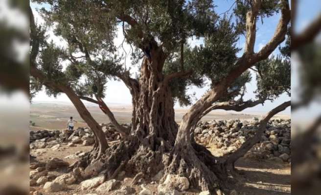 Urfa'daki tarihi zeytin ağacının yaşı belirlendi
