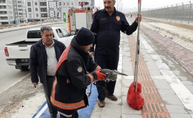 Şanlıurfa'da kanala düşen leylek kurtarıldı