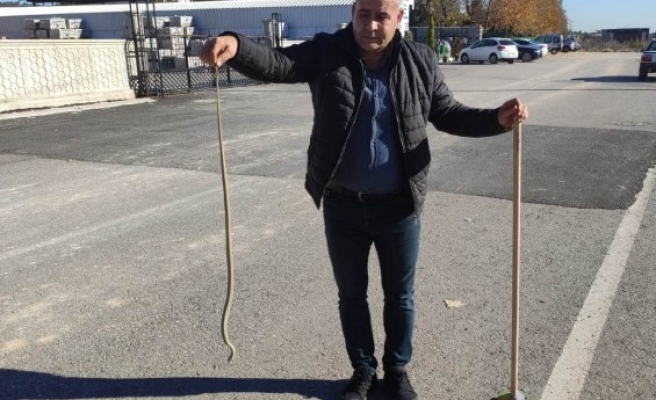 Urfa'da yılanlara kış uykusu yok!