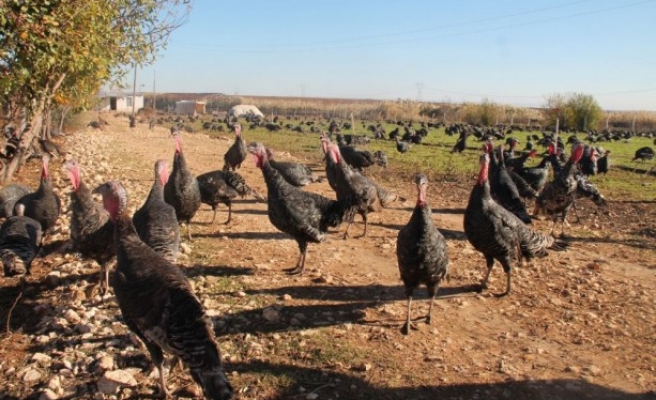 Yılbaşı öncesi Urfa'da hindiye talep arttı