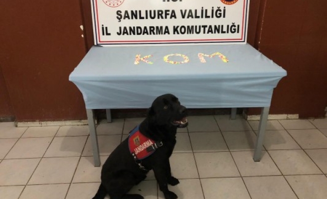 Urfa'da uyuşturucu operasyonu: Bin 5 tane yakalandı