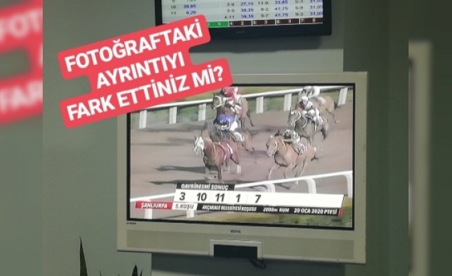 Şanlıurfa Hipodrumu'nda ilginç birincilik! Jokey çıldırdı