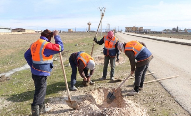 Akçakale gümrük yolunda çalışma başlatıldı