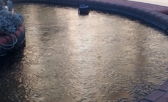 Şanlıurfa'da soğuk havanın etkisiyle don olayları yaşandı