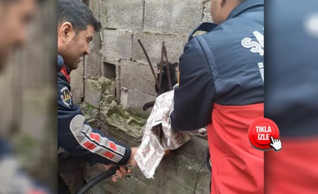 Şanlıurfa'da yaralanan kedi kurtarıldı