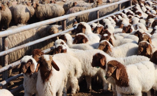 Ceylanpınar’da yetiştirilen 'İvesi' sayısı 100 bini buldu