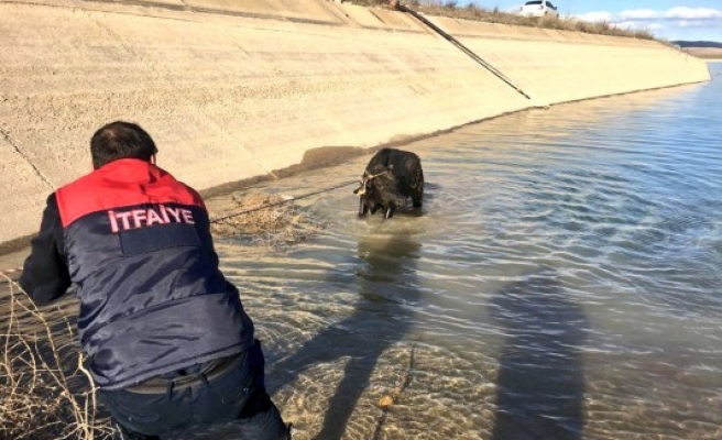 Kanala düşen büyükbaşı itfaiye kurtardı