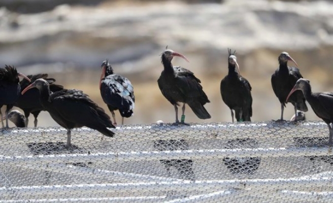 Kelaynakları yılda 100 bin kişi ziyaret ediyor