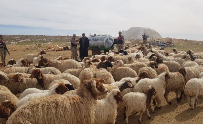Urfa'da koyun hırsızlığı: 2 tutuklama