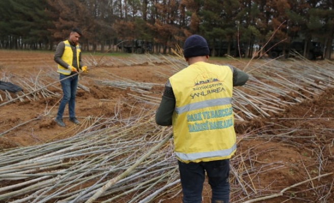 Urfa'ya meyve veren ağaçlar dikiliyor