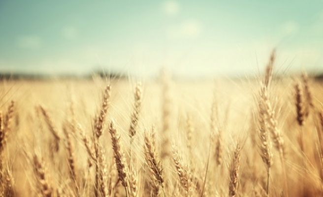 Çiftçiye Destek Devam Ediyor