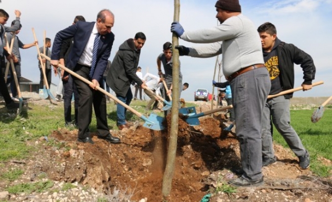 Akçakale'de 'ağaçlandırma' seferberliği