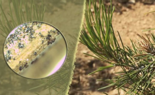 Merak edilen sorunun yanıtı Urfa’da bulundu!