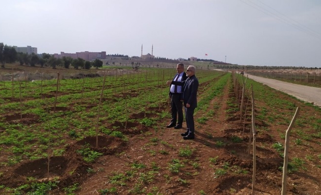 Üniversitede 'ipek böceği' projesinde ilk adım atıldı