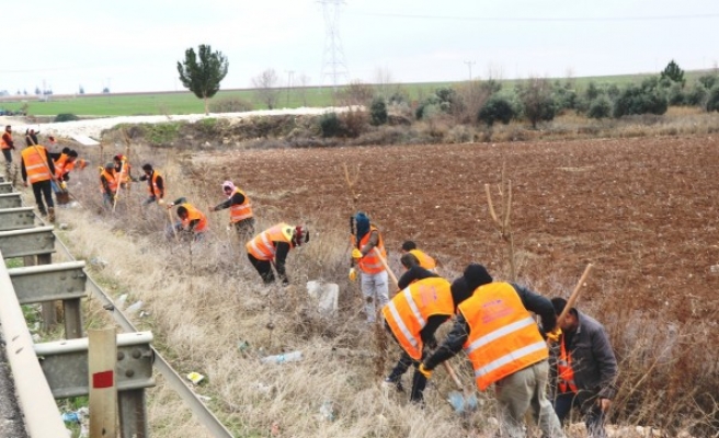 Şanlıurfa’da 150 bin ağaç toprakla buluştu