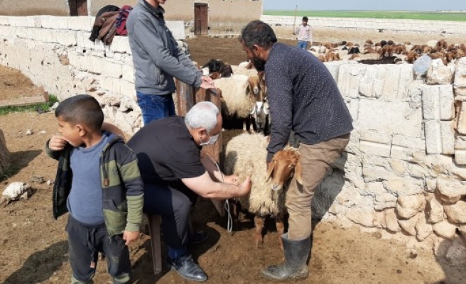 Telabyad’da tarım ve hayvancılık çalışmaları sürüyor