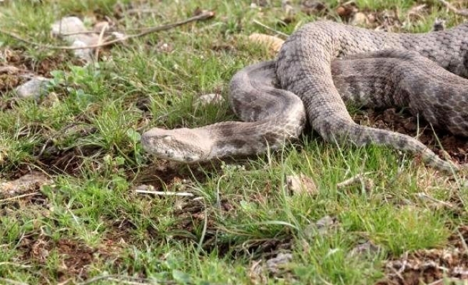 Burdur'da bulunan engerek, Şanlıurfa'da doğaya salındı