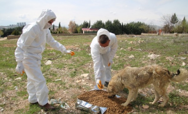 Büyükşehir Belediyesi, sokak hayvanları için çalışma yaptı