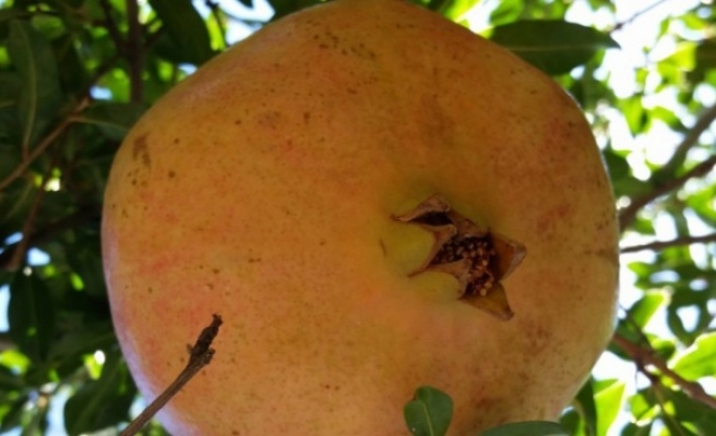 Şanlıurfa'da 3 yerel nar çeşidi tescil aldı